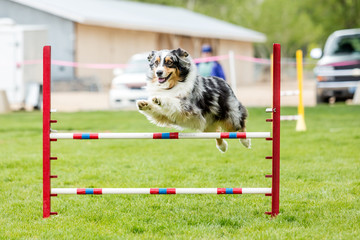 Chien sautant