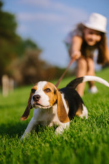 Chiot jouant
