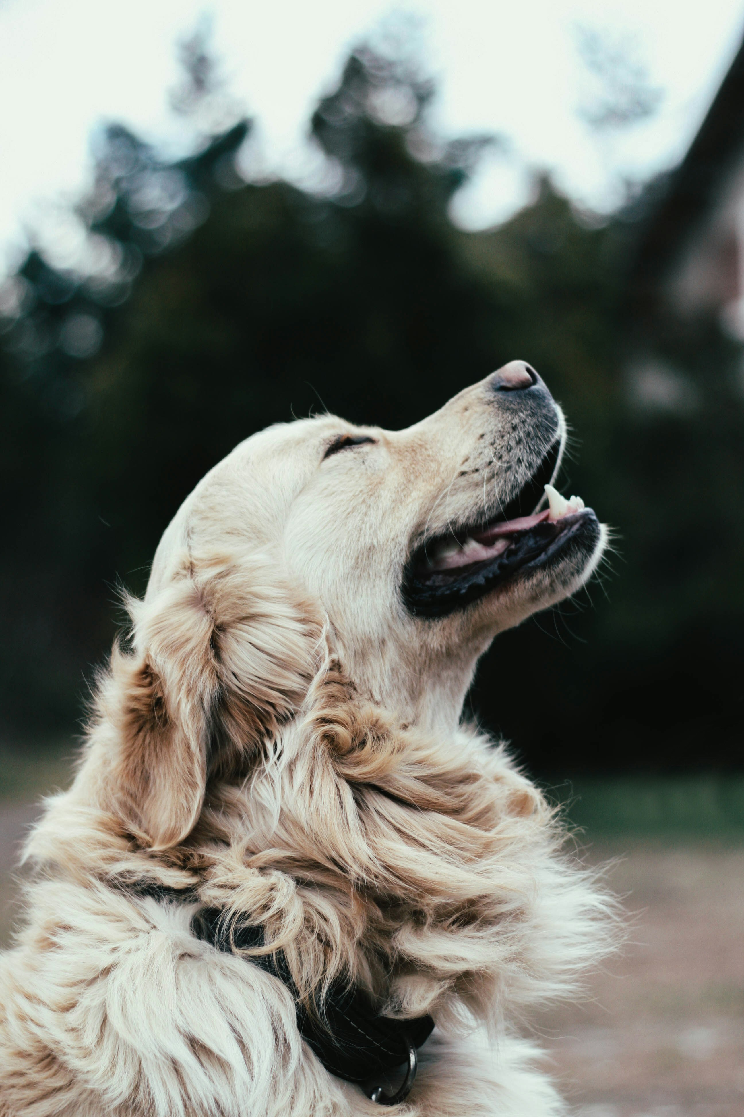 Chien relaxé