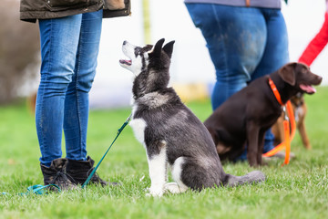 Chien en formation