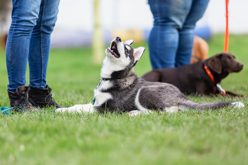 Chien en formation