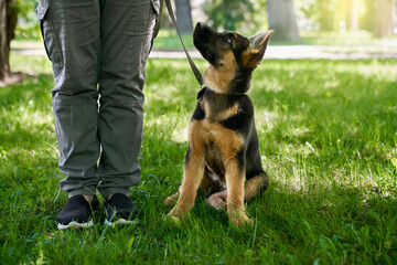 Chien en formation
