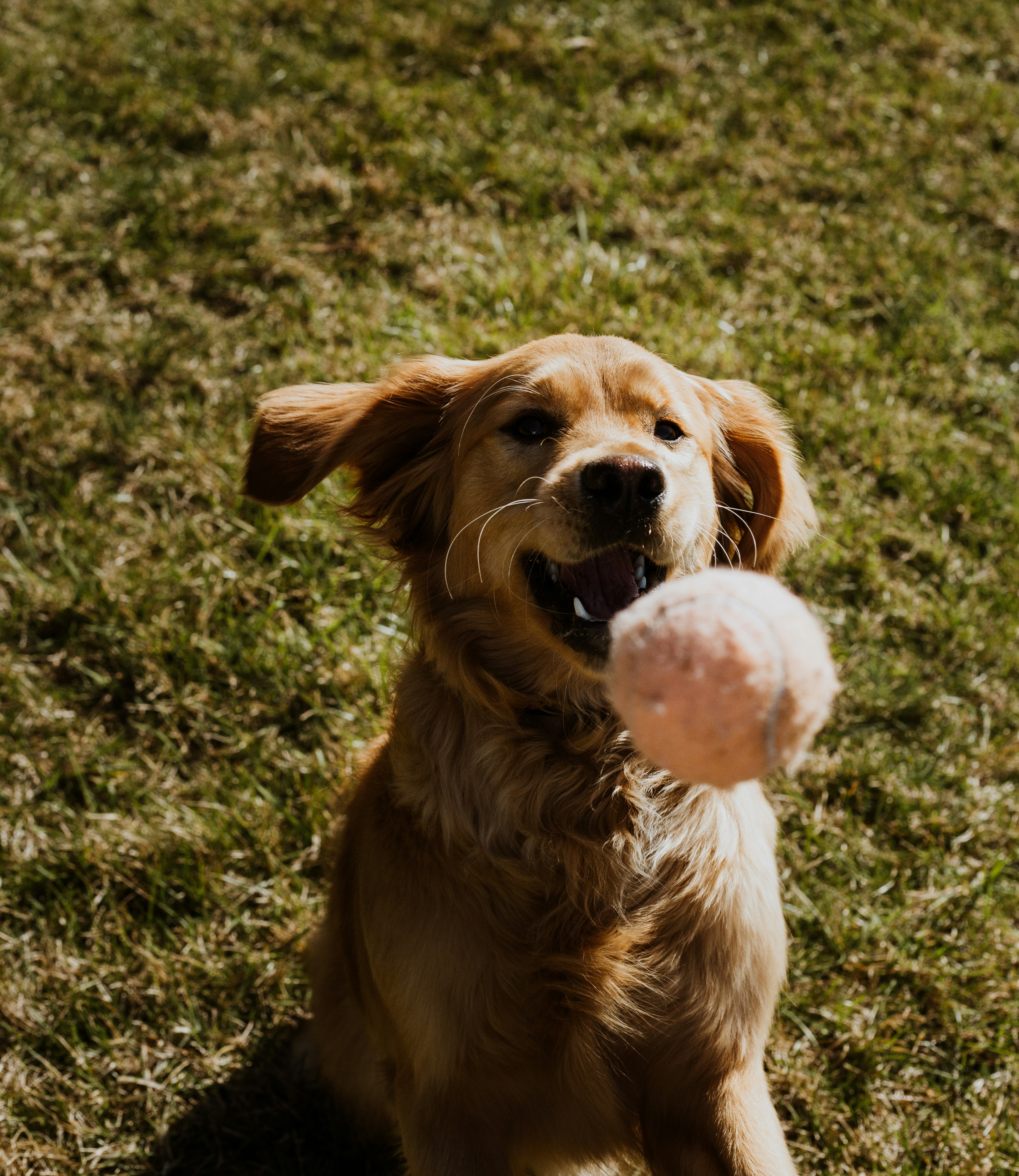 Chien dans le parc