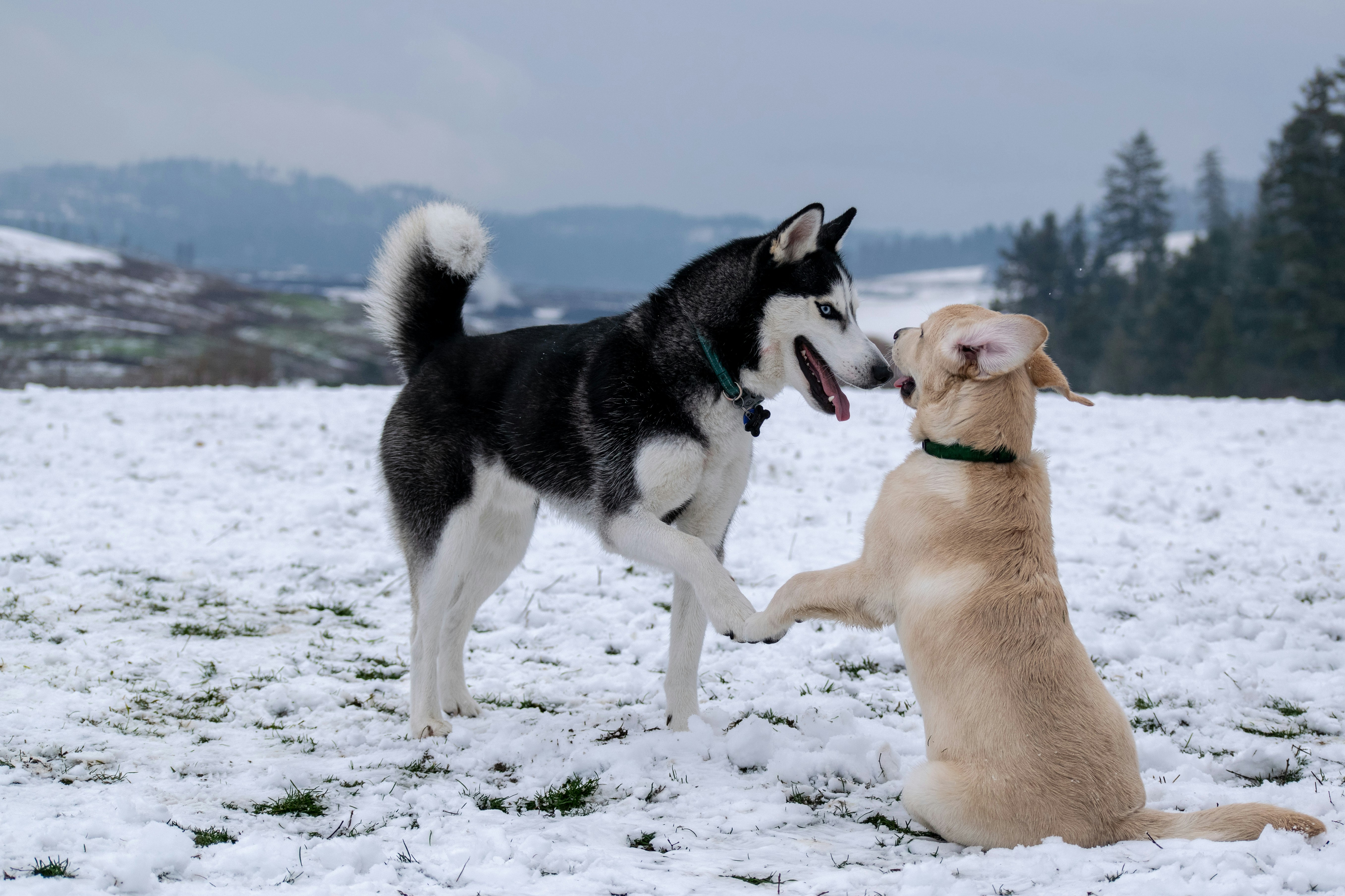 Chiens jouant ensemble