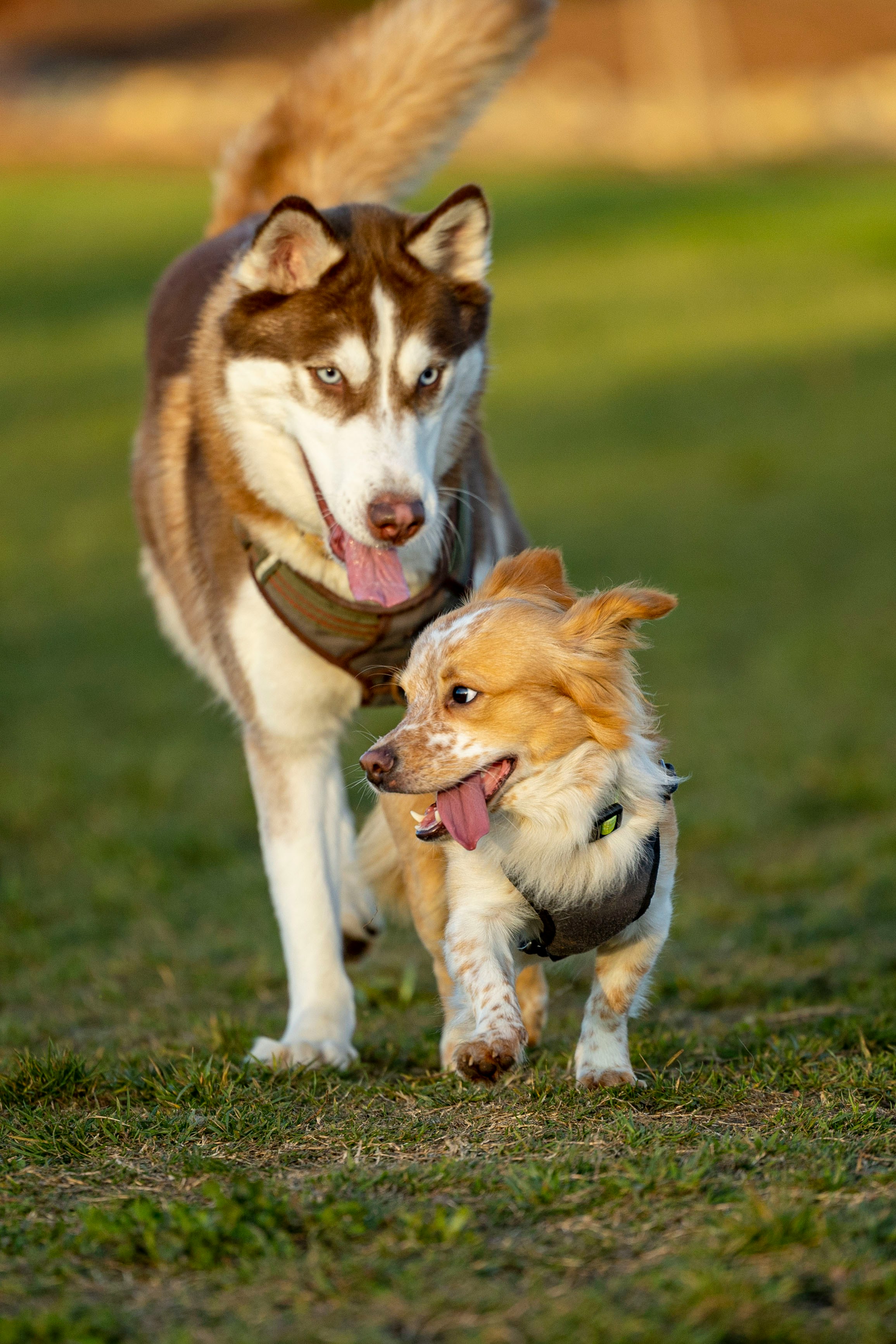 Chien dans le parc