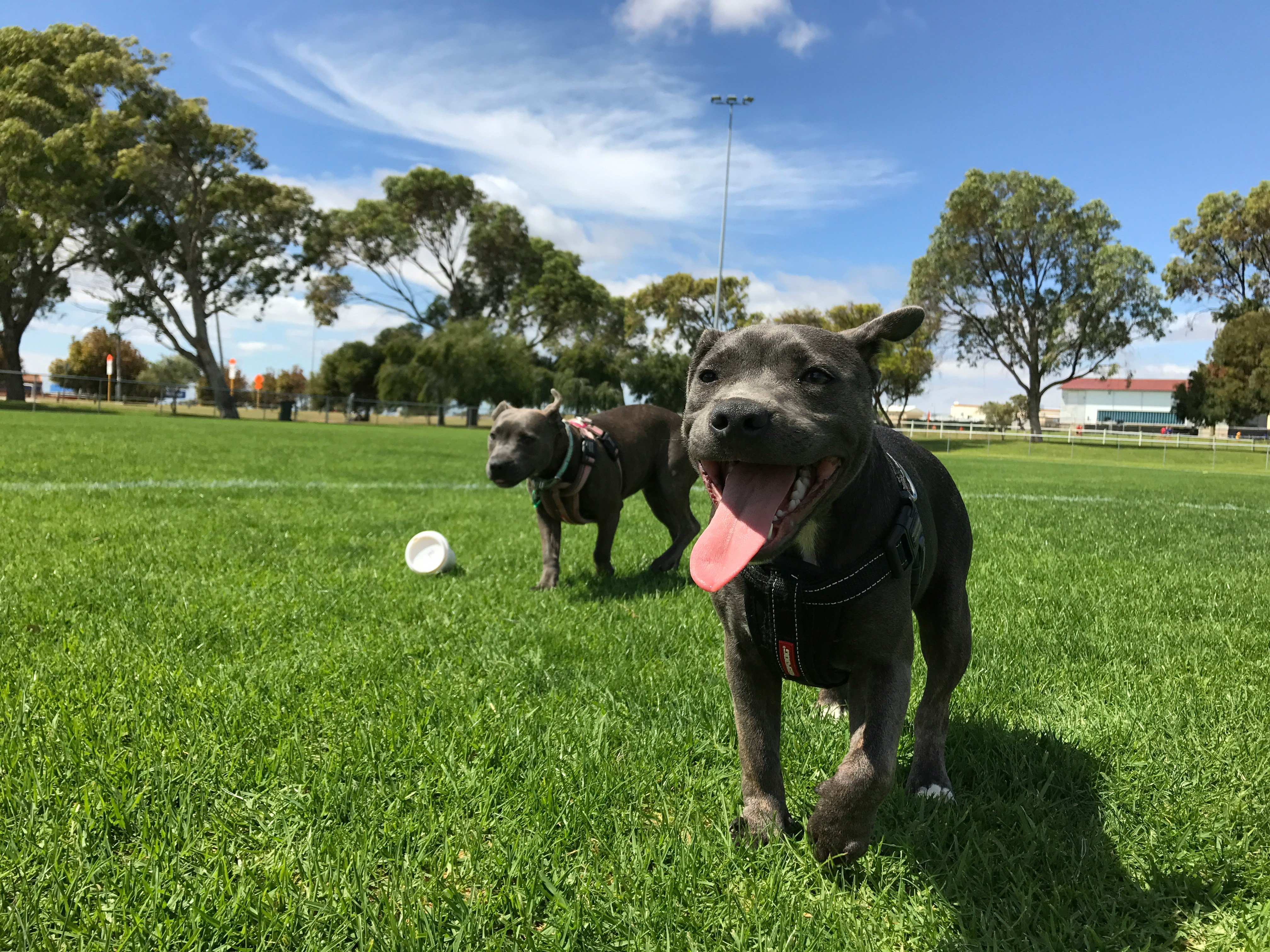 Chiens jouant ensemble