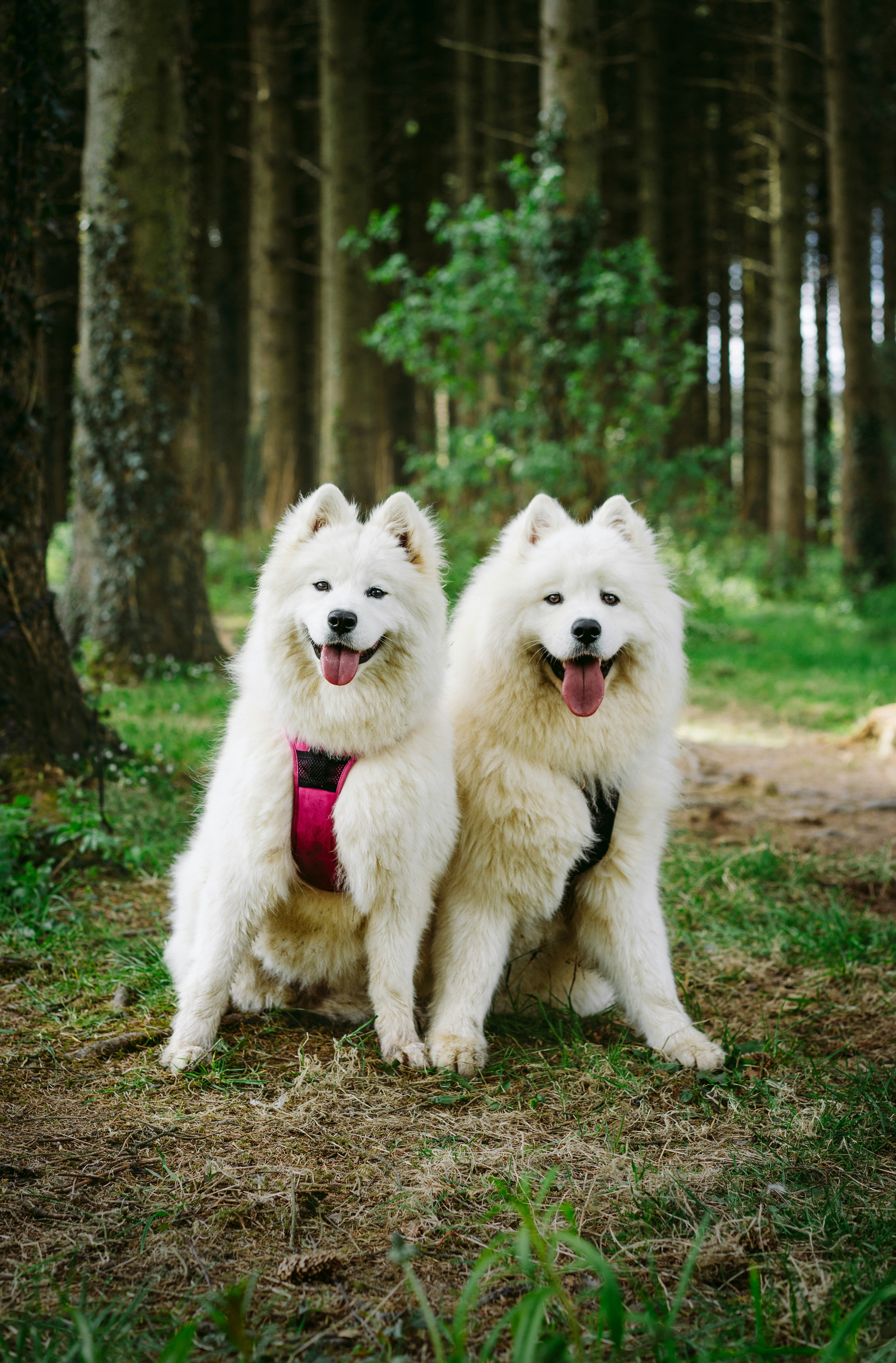 Deux Samoyèdes