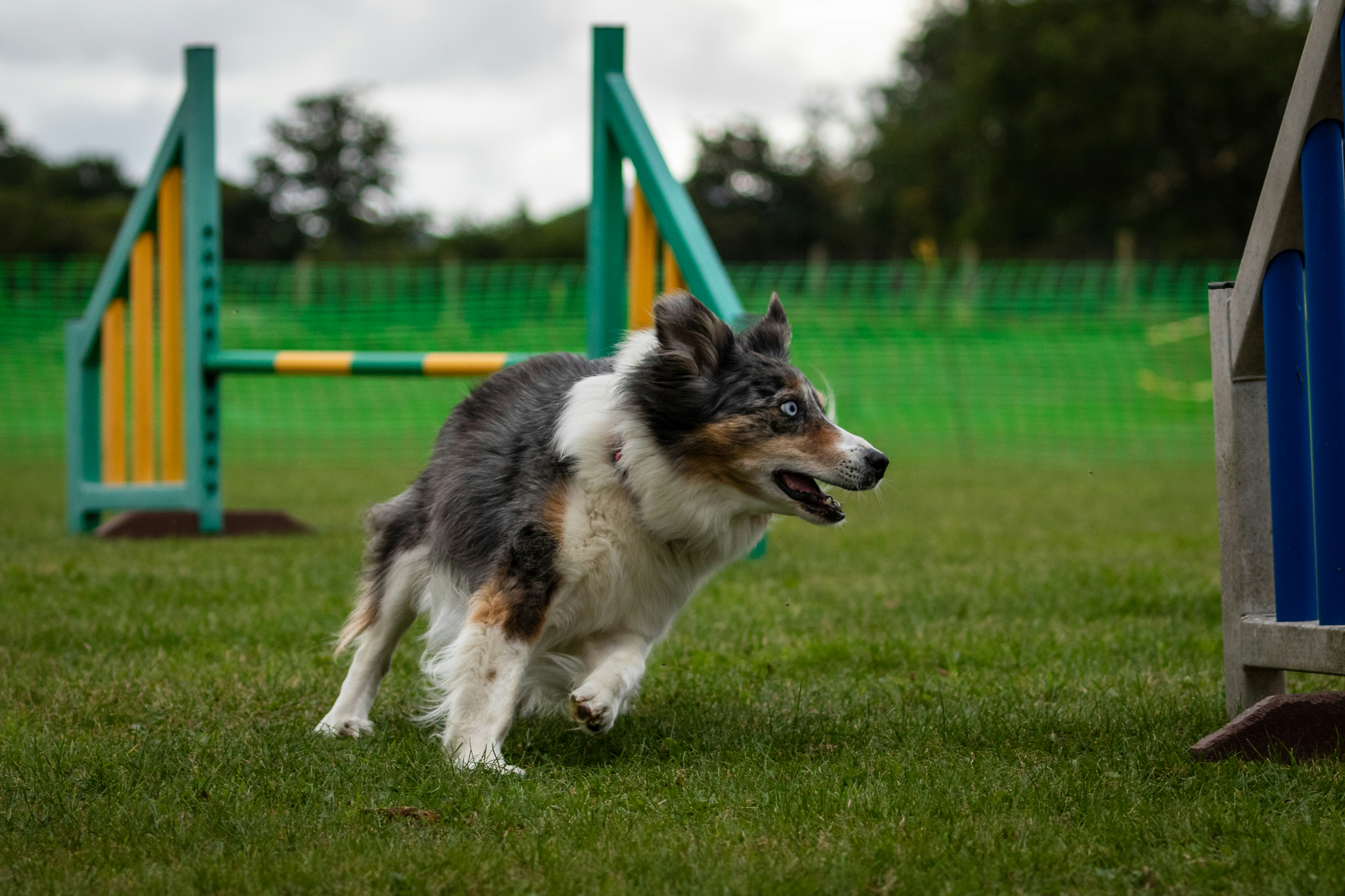 Zone d'agility
