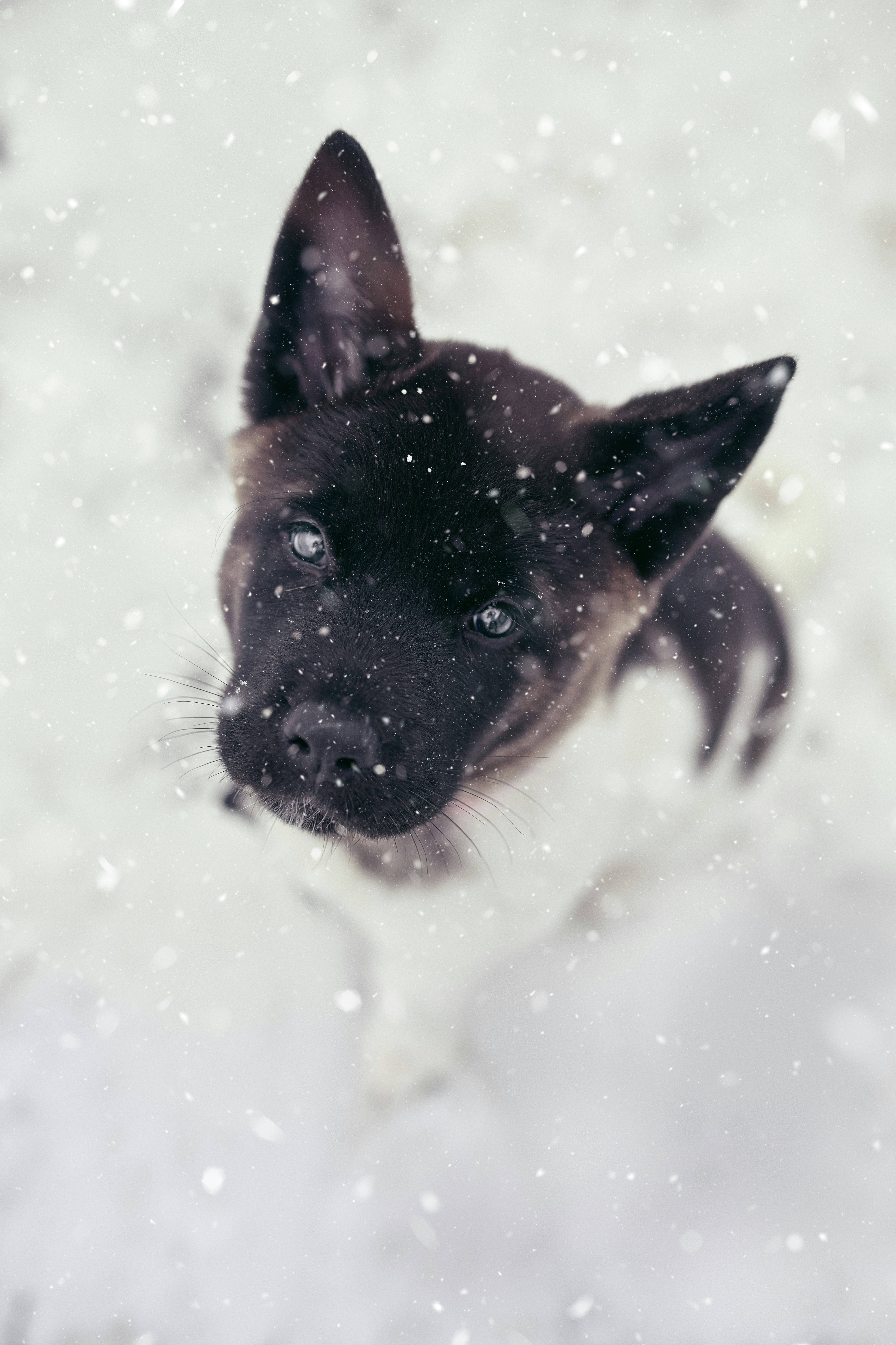 Photo de chien 3