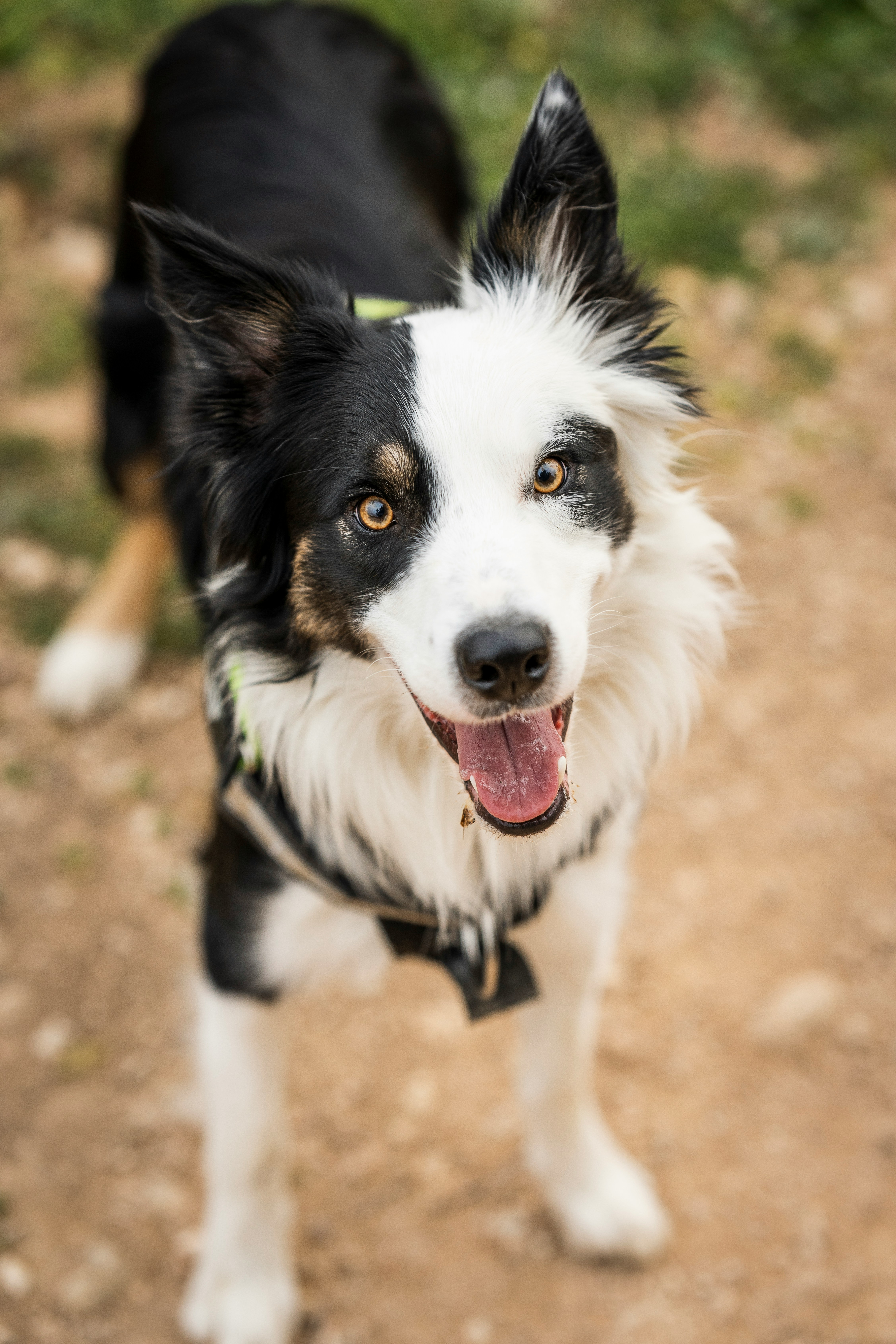 Photo de chien 4