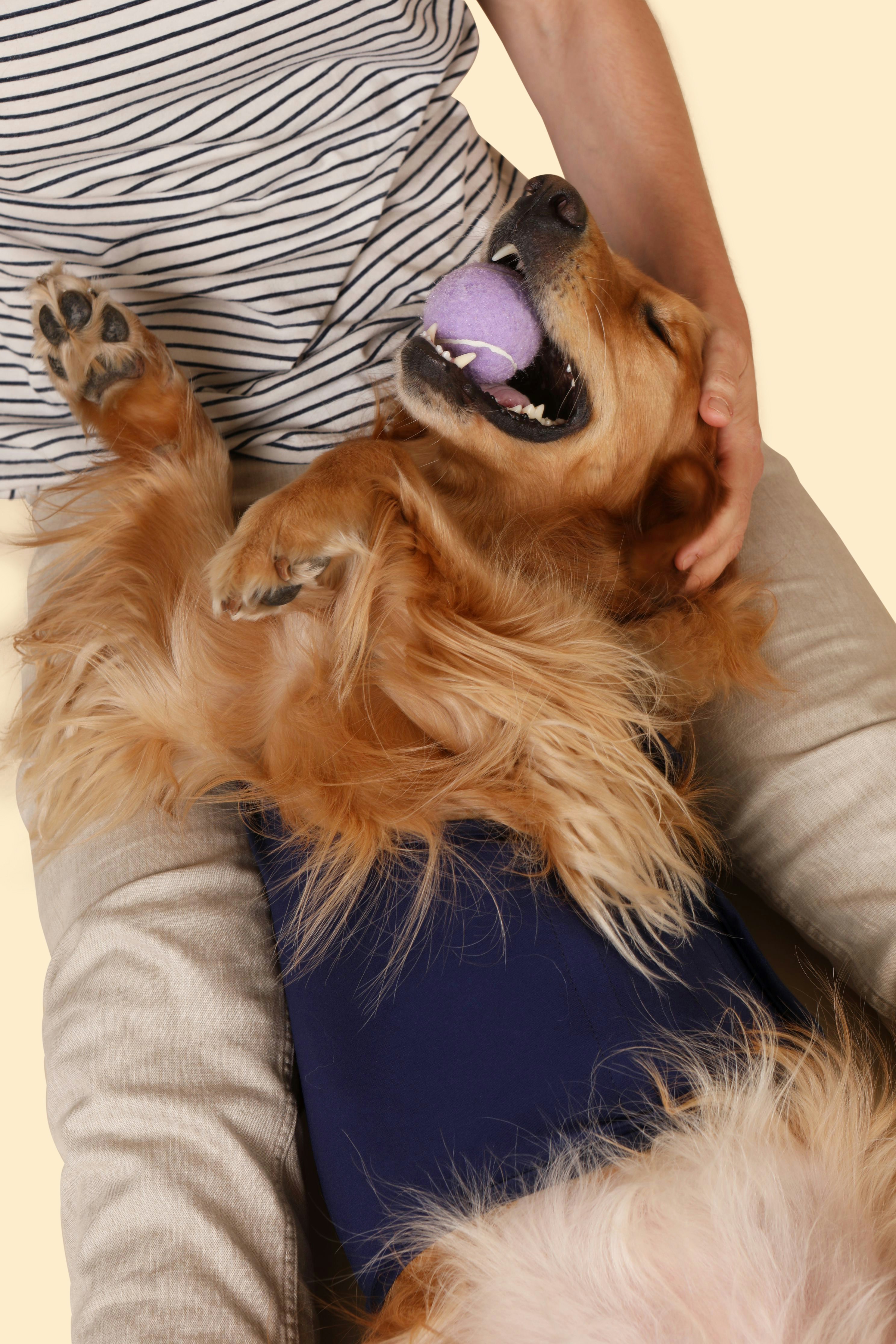Chien en séance de relaxation