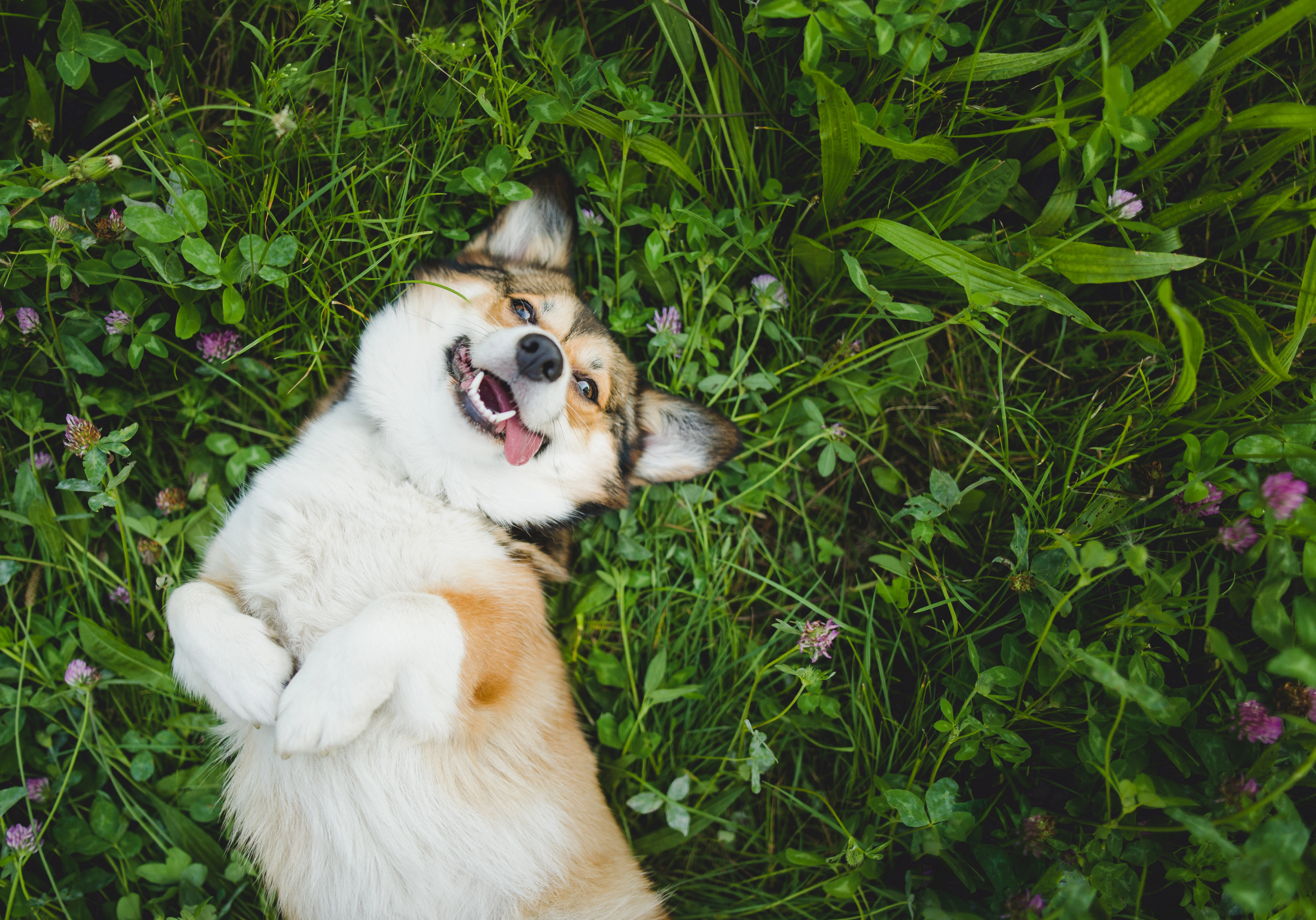 Groupe de chiens joyeux qui jouent ensemble dans le parc