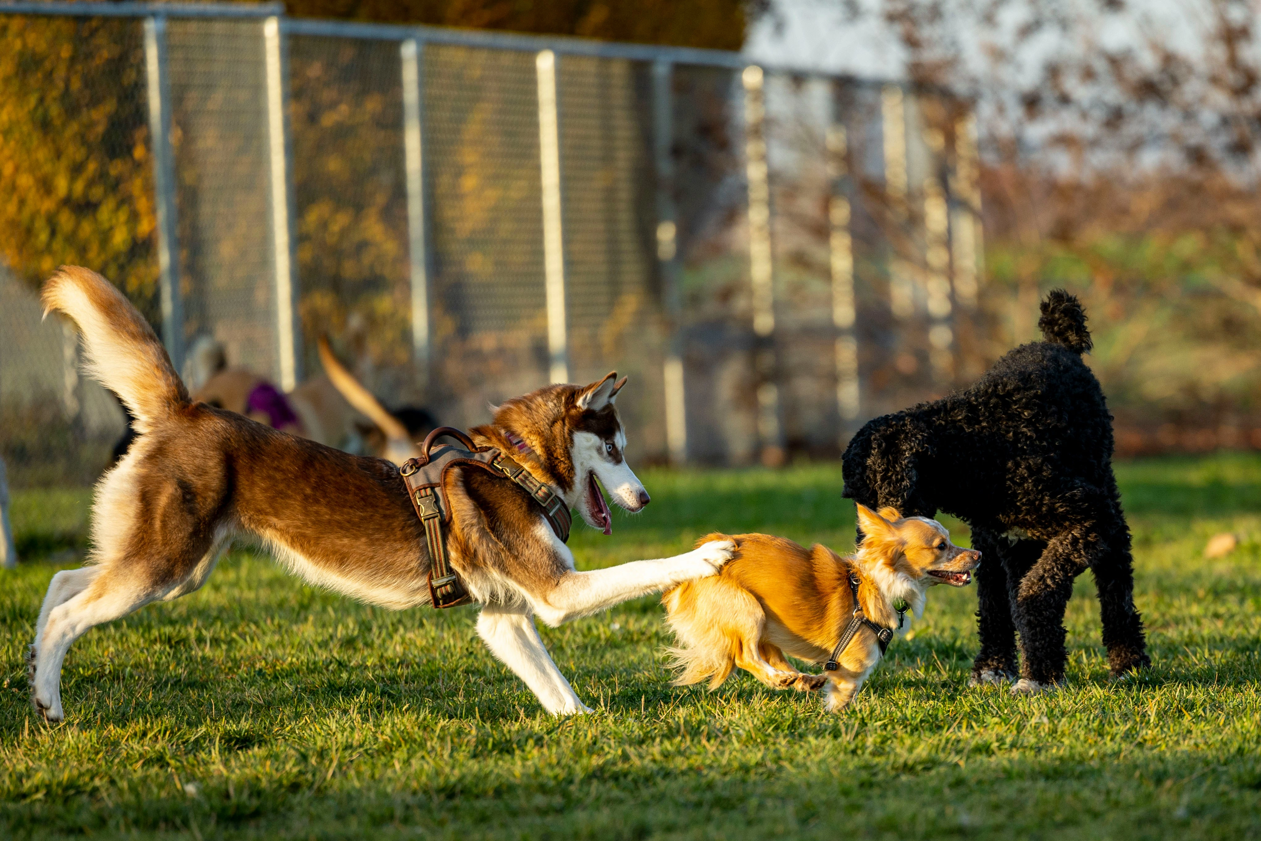 Chiens en activité au centre aéré