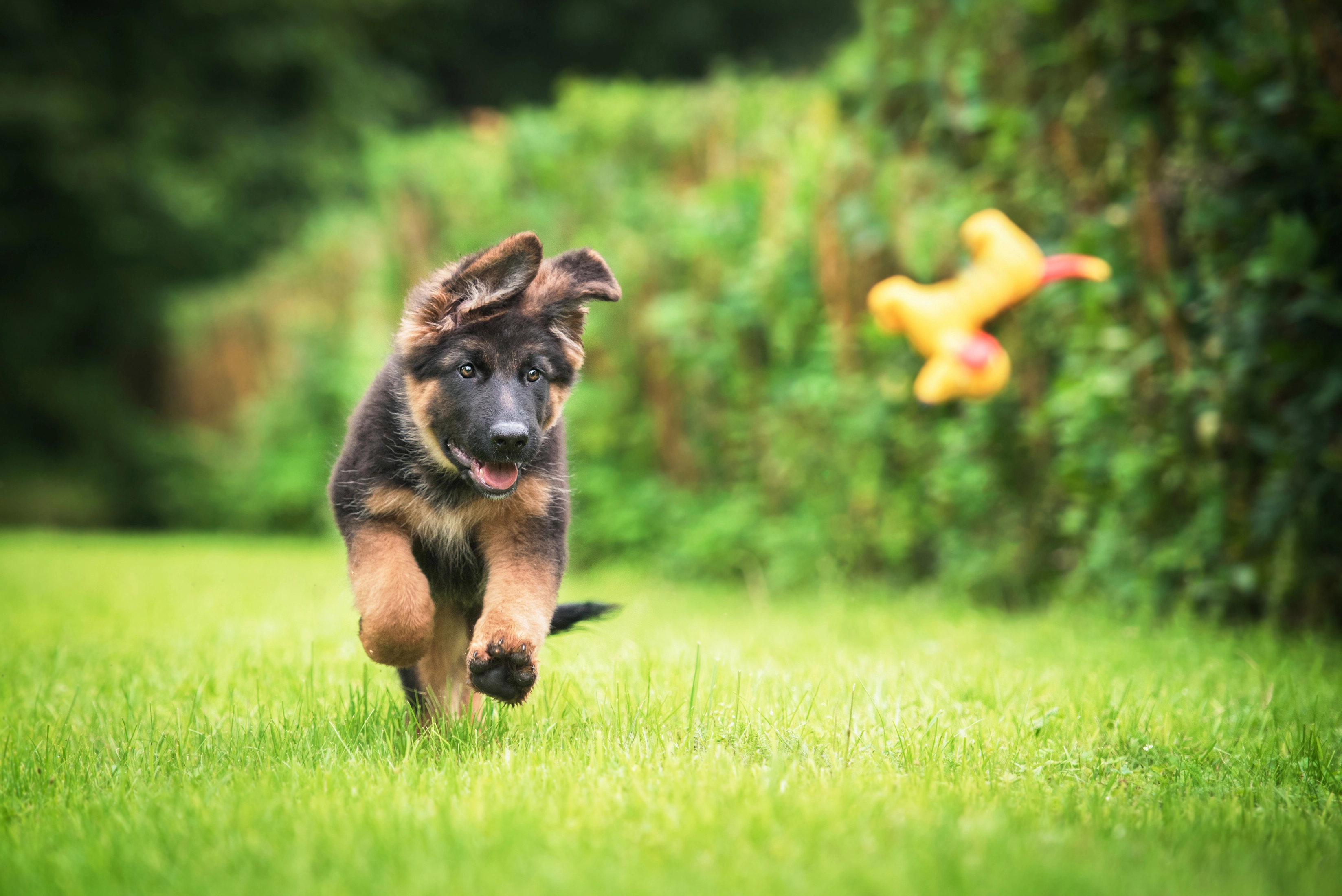 Chiot en séance d’éducation à l’école du chiot