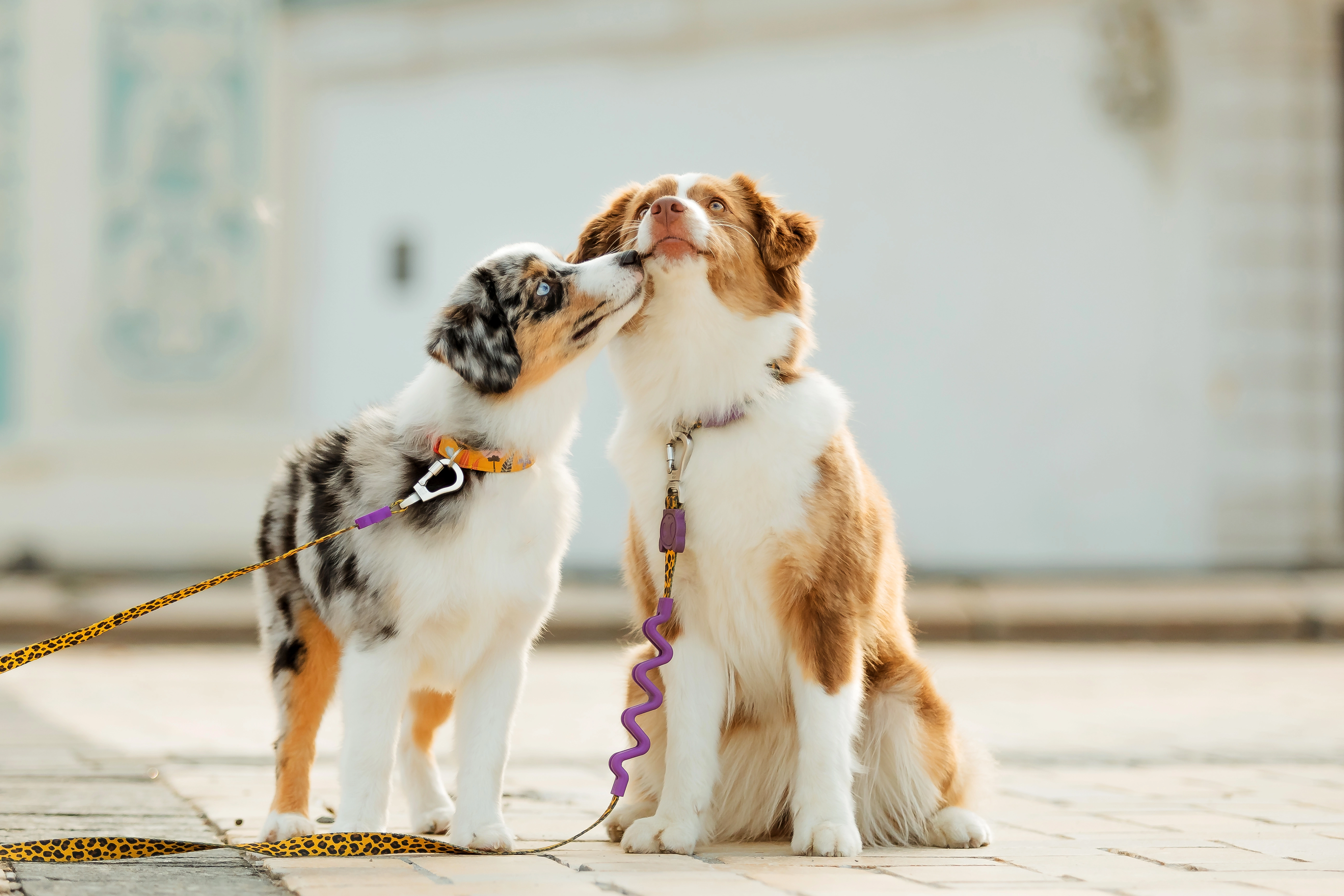 Apprentissage des bases à l’école du chiot