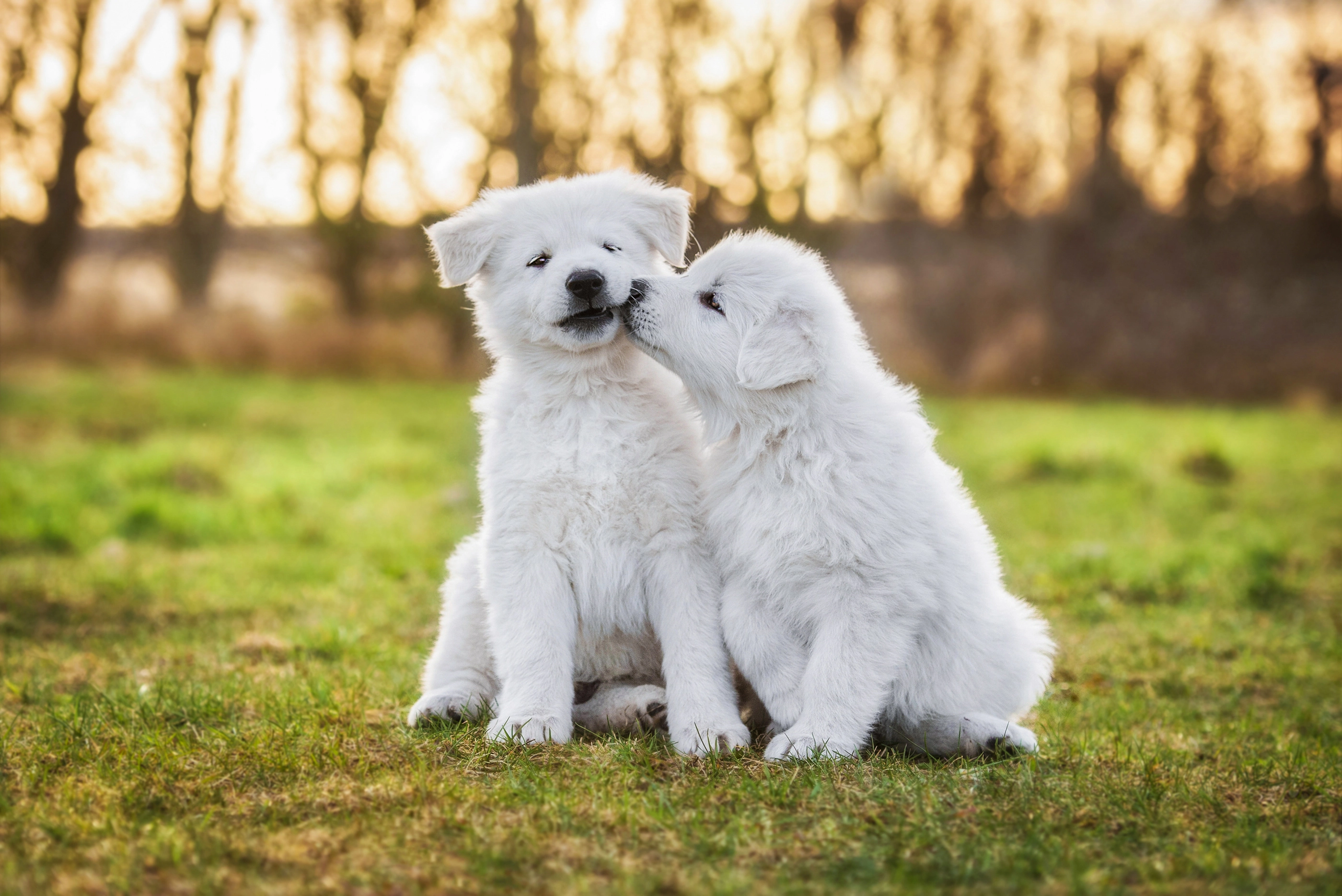 Chiot en cours avec son maître