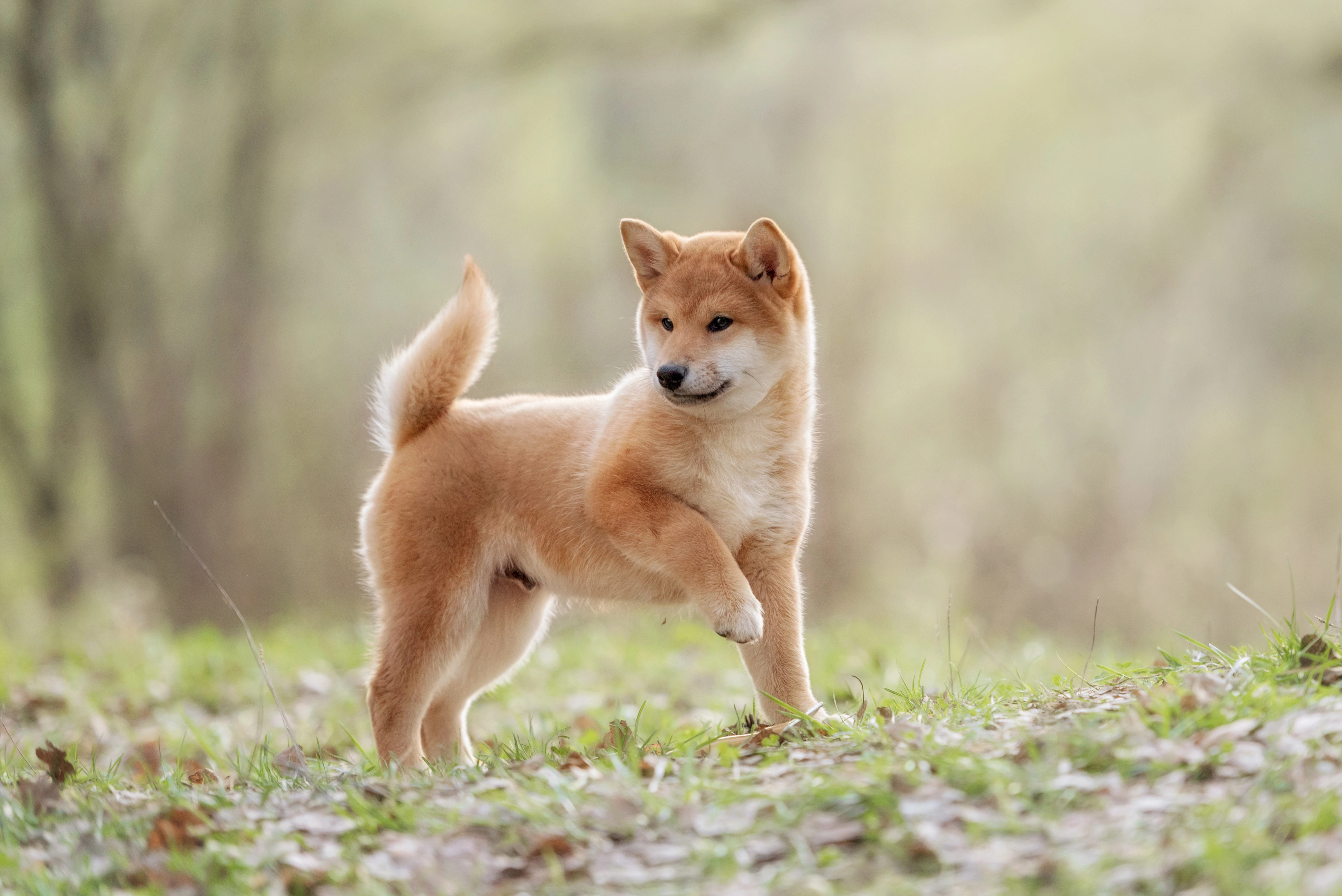 Chiot en apprentissage à l’école du chiot