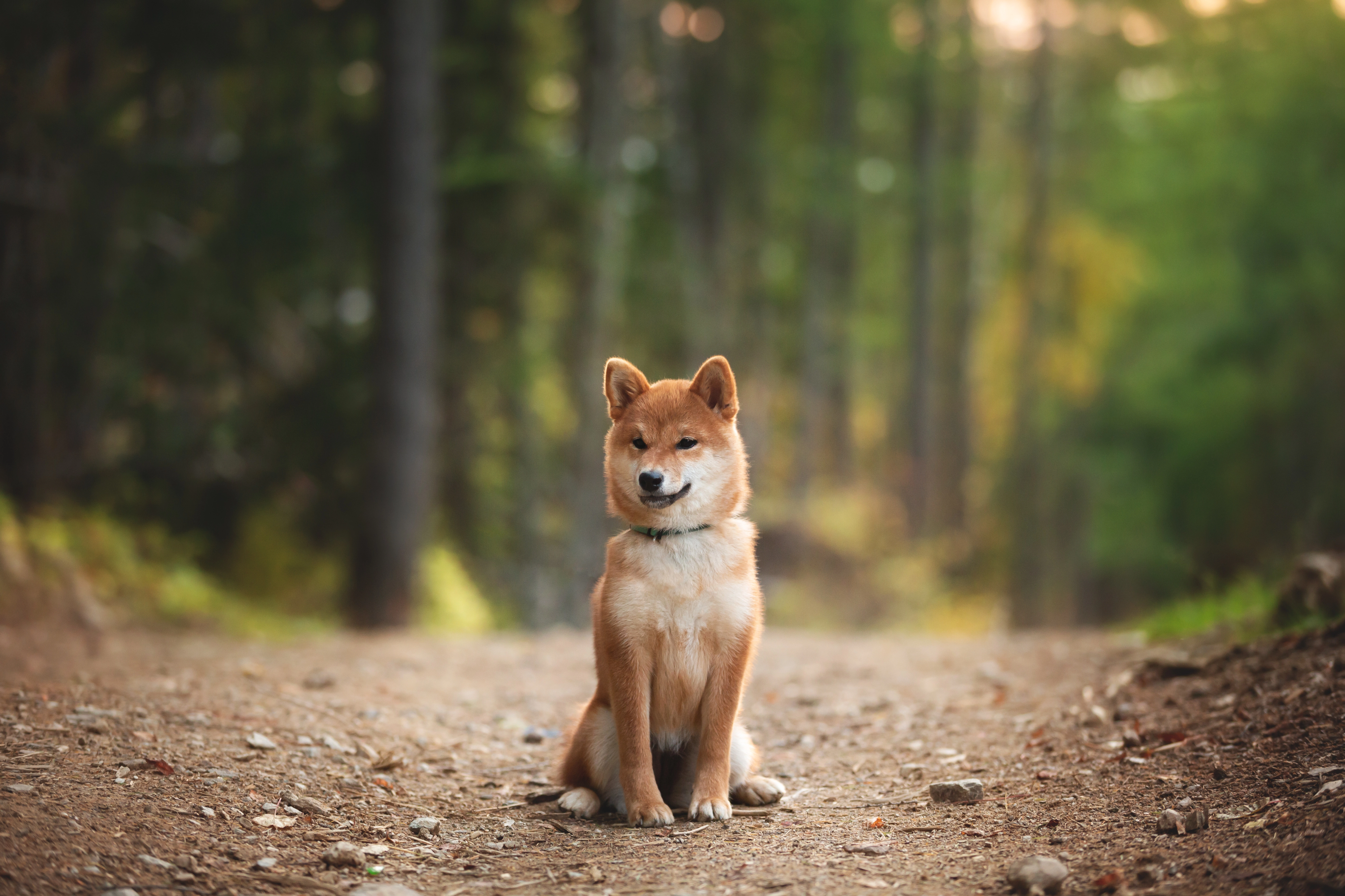 Shiba inu à l'école du chiot