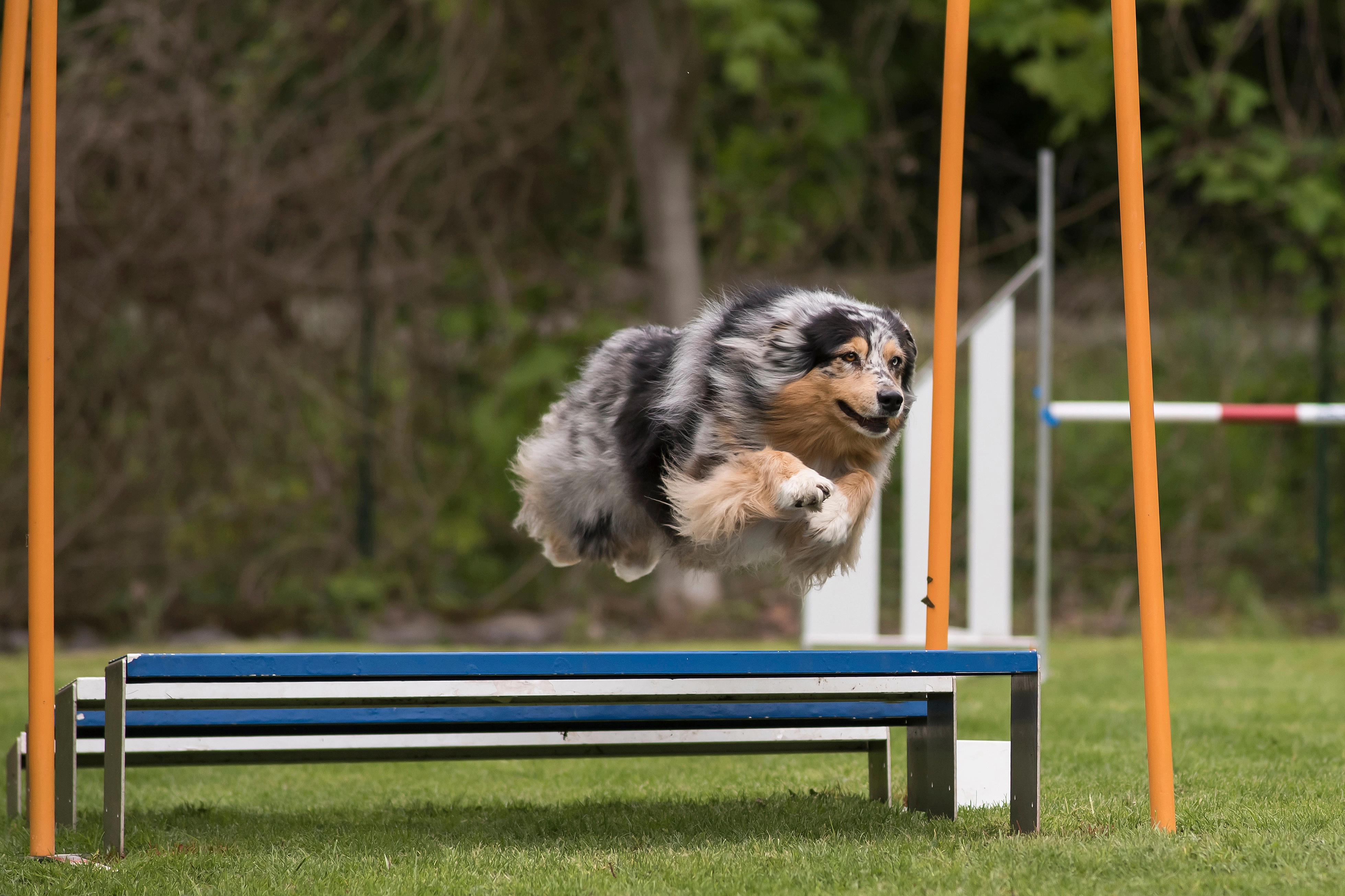 Travail avec le chien en séance d’éducation