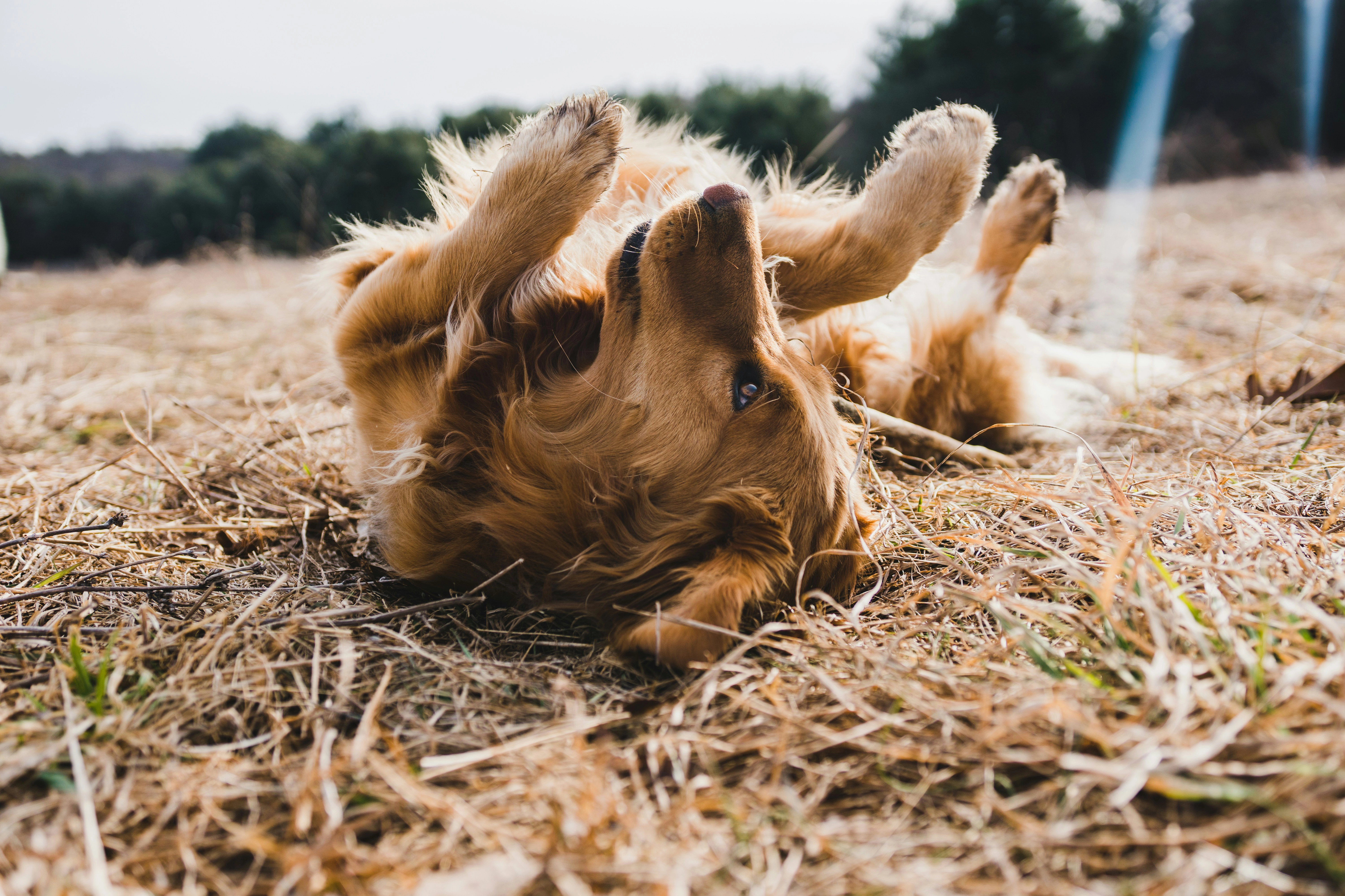 Chien heureux en pleine nature à la garderie