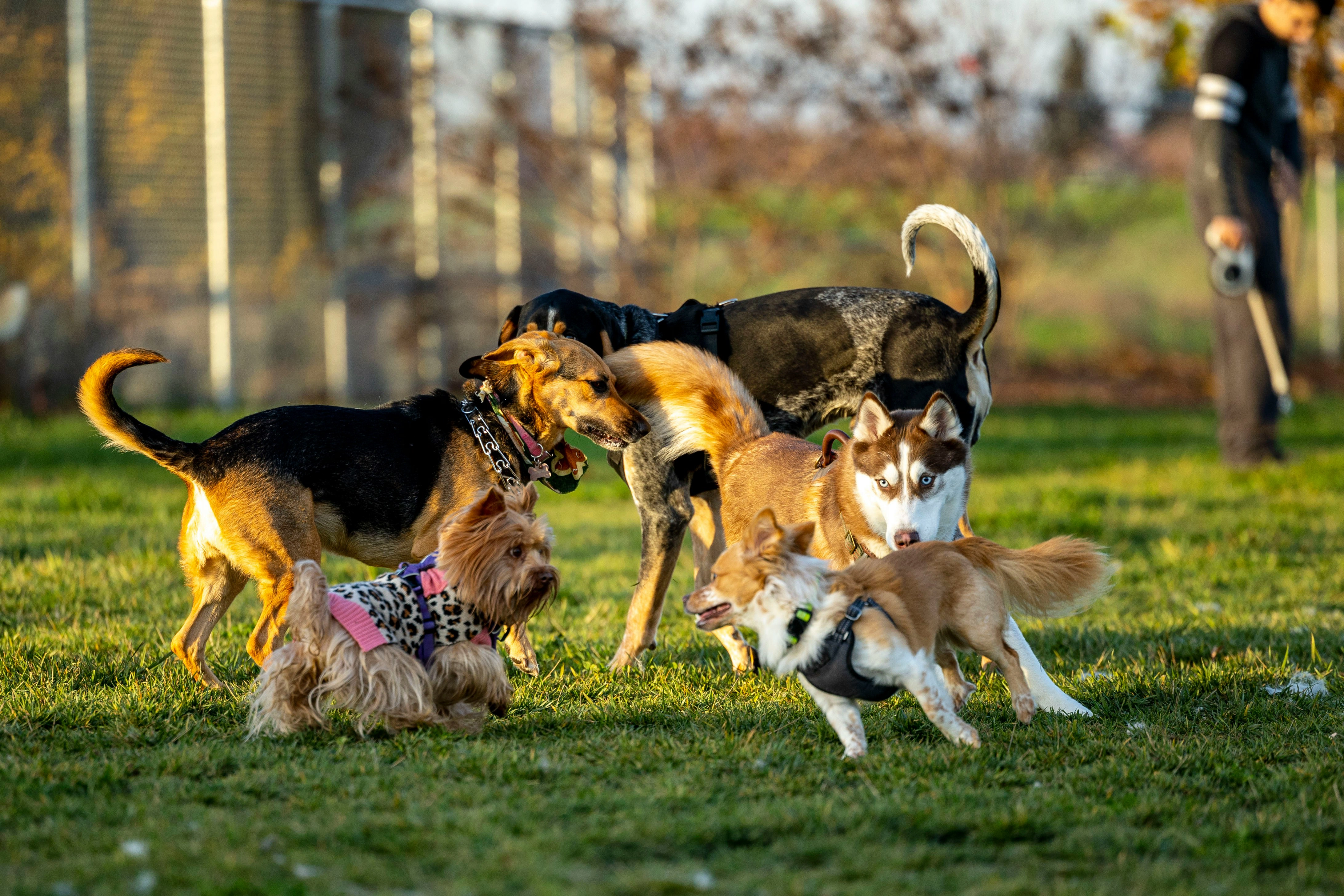 Chiens en groupe à la garderie collective du Parc des Loulous
