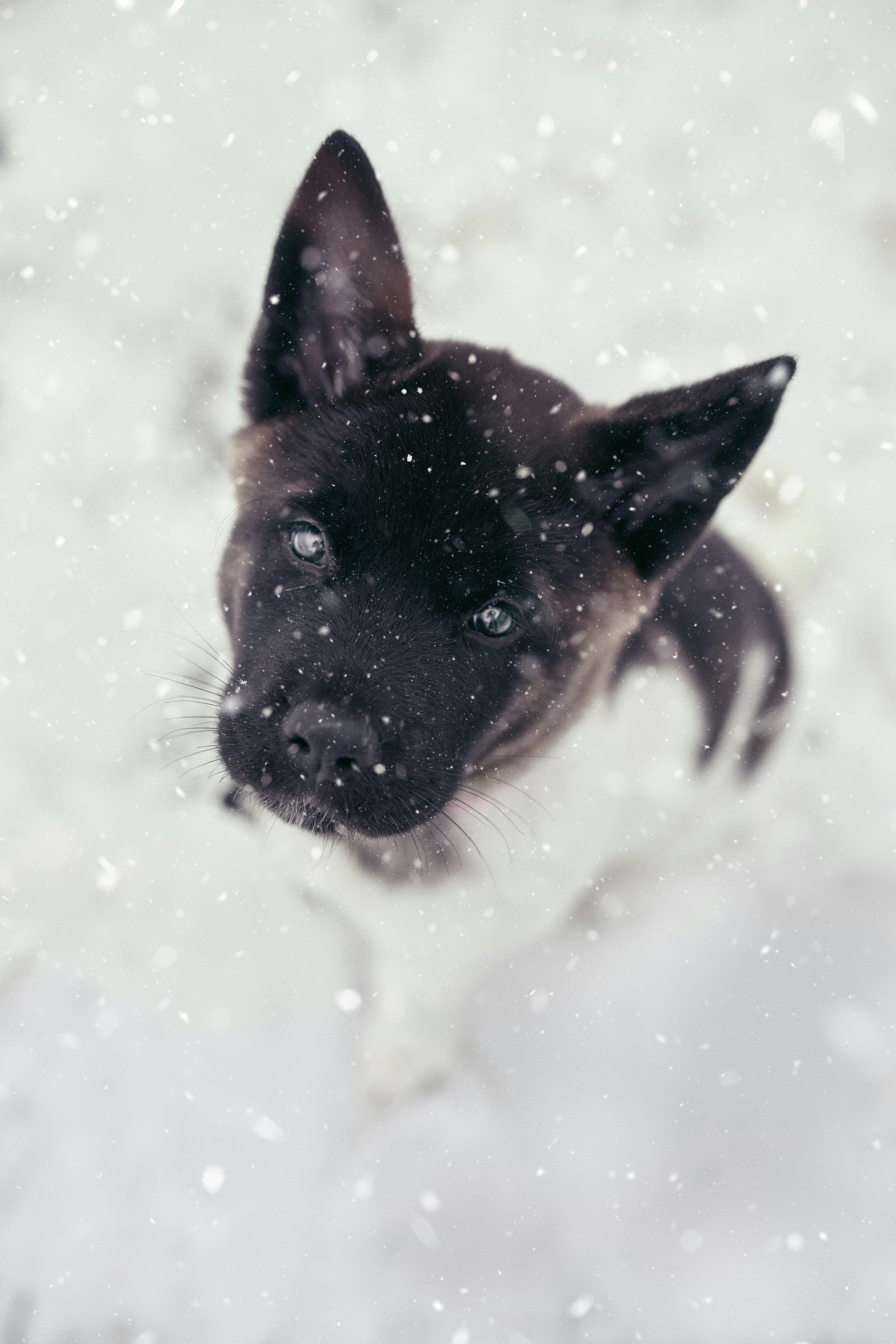 Chien en séance photographie dans un cadre naturel