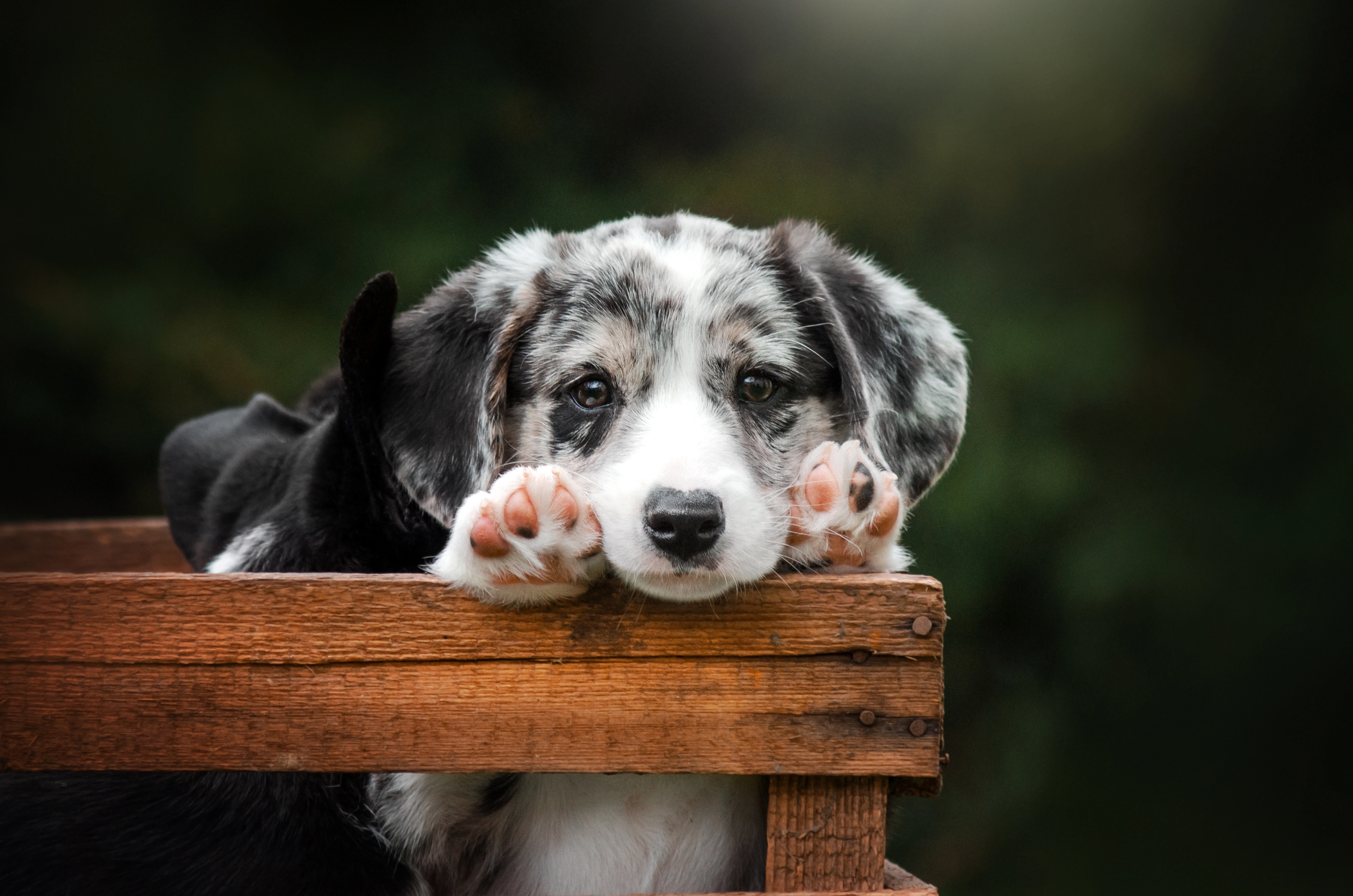 Chien en extérieur lors d’un photographie