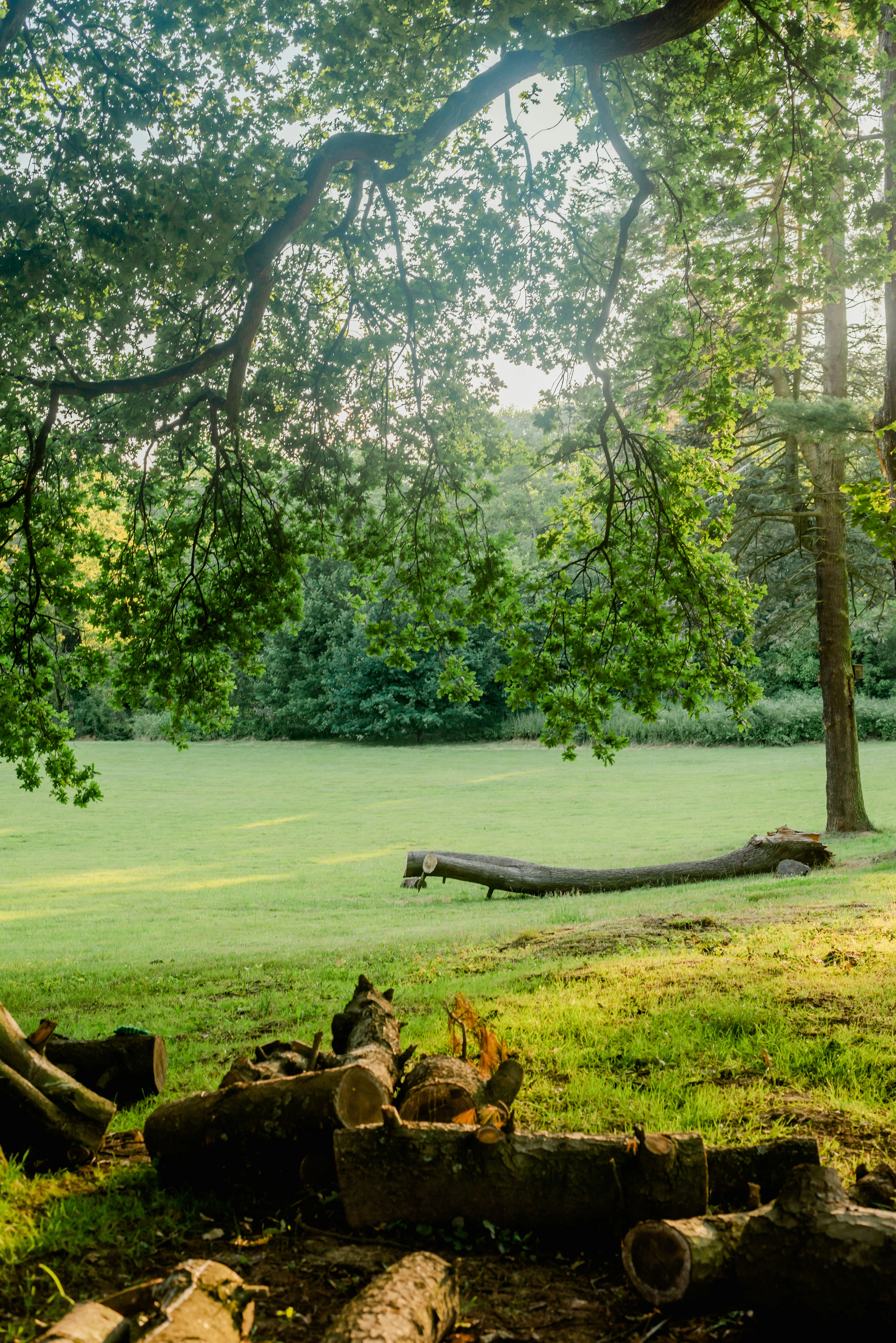 Chien en liberté dans la nature du parc