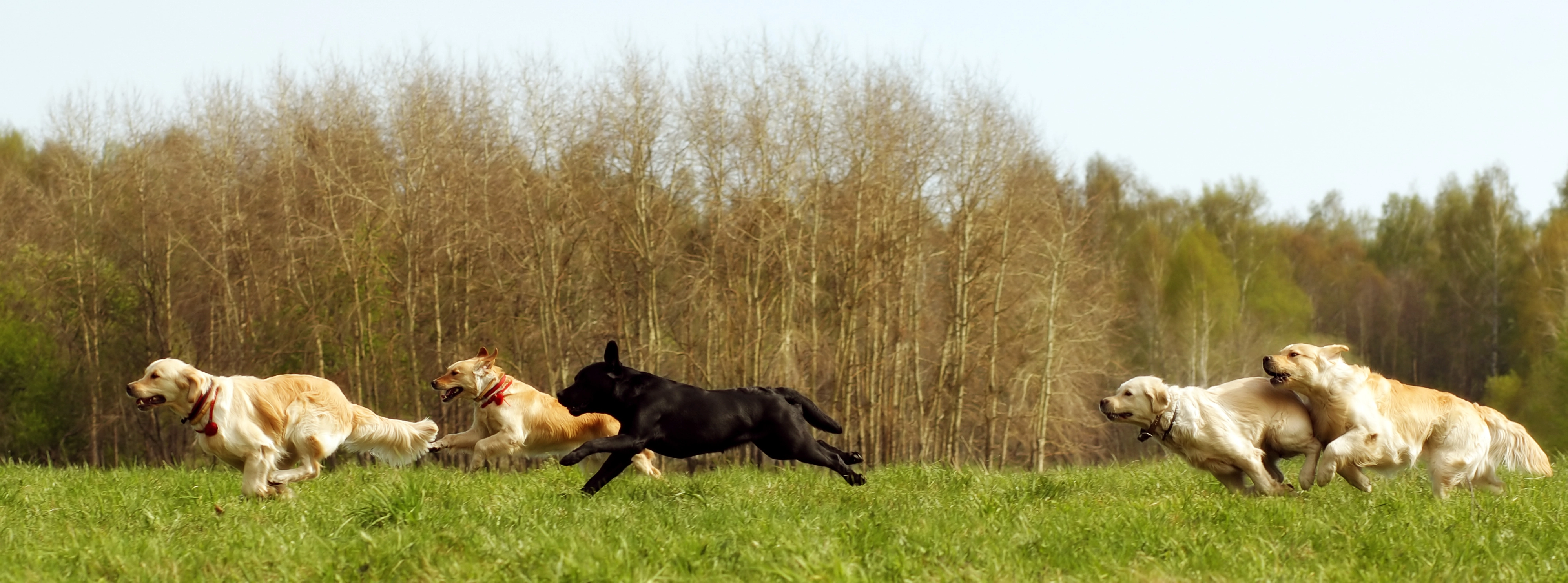 Chiens qui jouent ensemble dans l’espace du parc