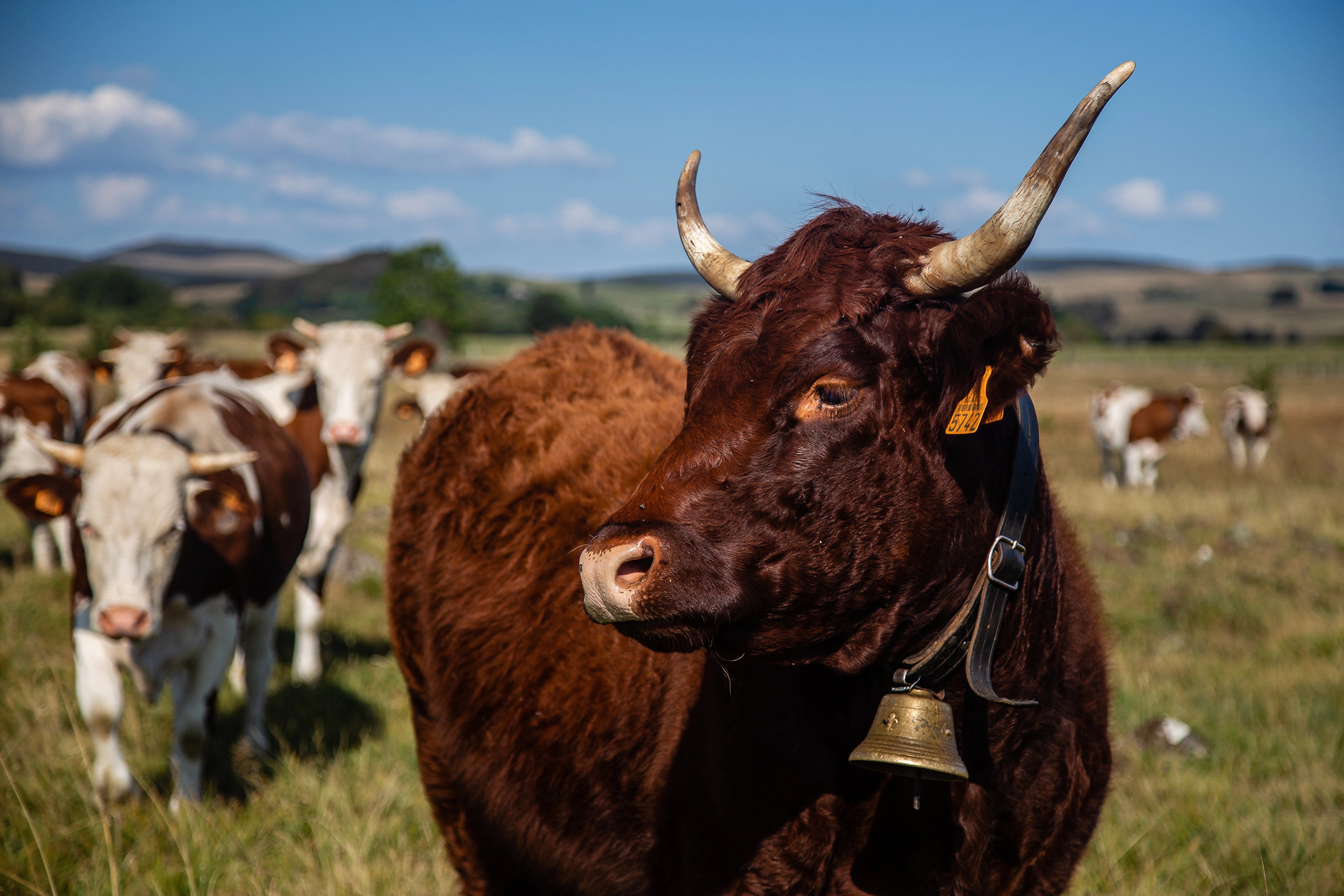 Vaches en pâturage en Auvergne, élevage et viande locale