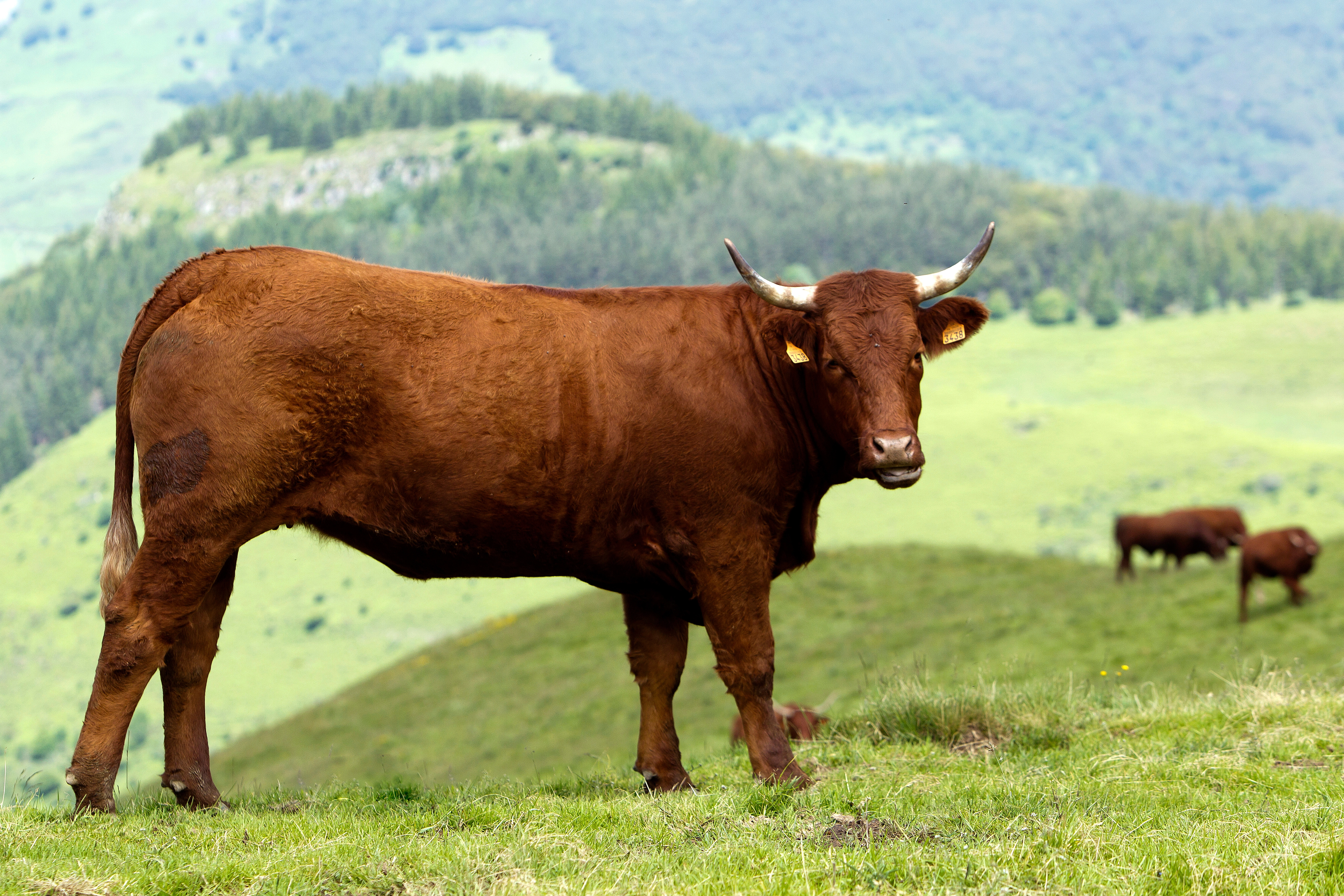 Élevage auvergnat, partenaires éleveurs du Goût des Volcans