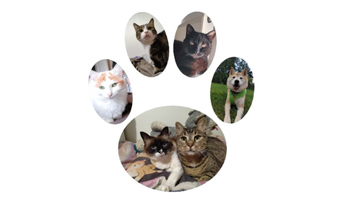Photos de mes différents animaux